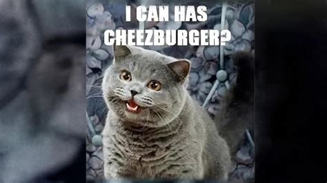 i can has cheezburger